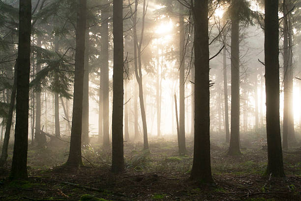 istock Morning sun and misty woods 637033590