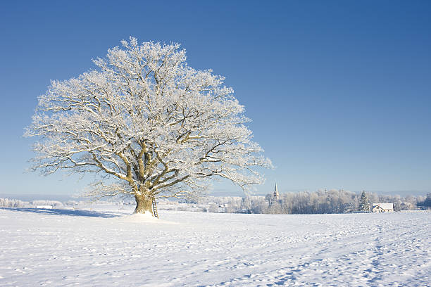 istock White oak tree in a field in winter 637033622