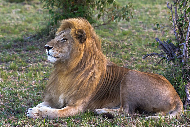 istock Living sphinx. Beautiful lion. Masai Mara, Kenya 637035798