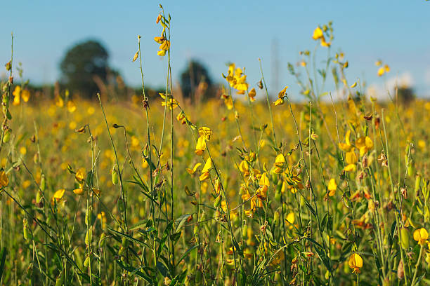 istock Crotalaria flower field 637035930