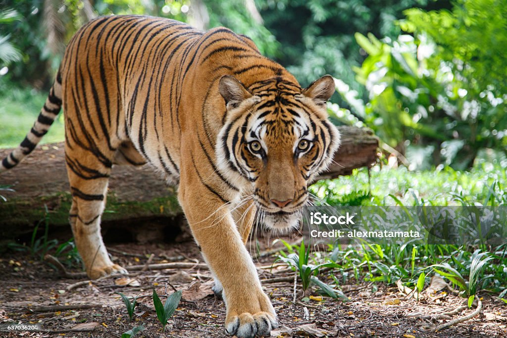 Tigre malais marche vers le regard droit du spectateur - Photo de Tigre libre de droits