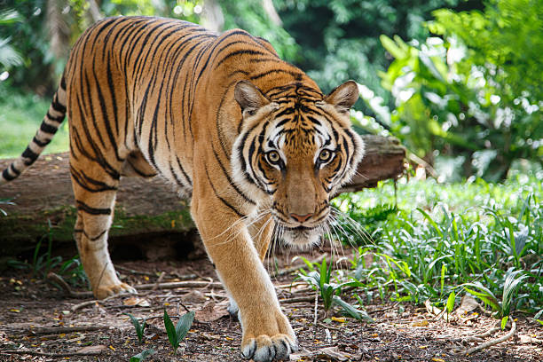 malayan tiger is walking towards viewer lookig straight - tiger stockfoto's en -beelden