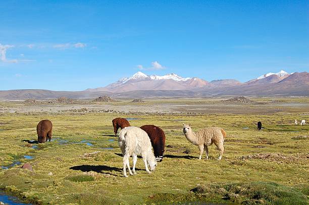 istock Alpacas at the Lauca National Park in Chile 637036456