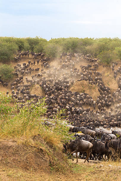 istock The great migration at the height. Africa, Kenya 637036840