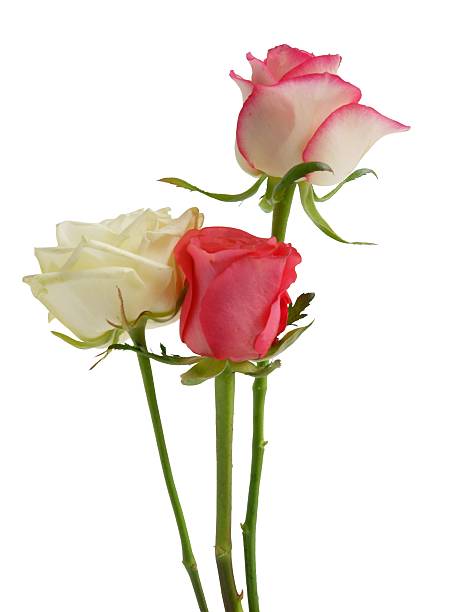 istock posy of pretty roses 637036898