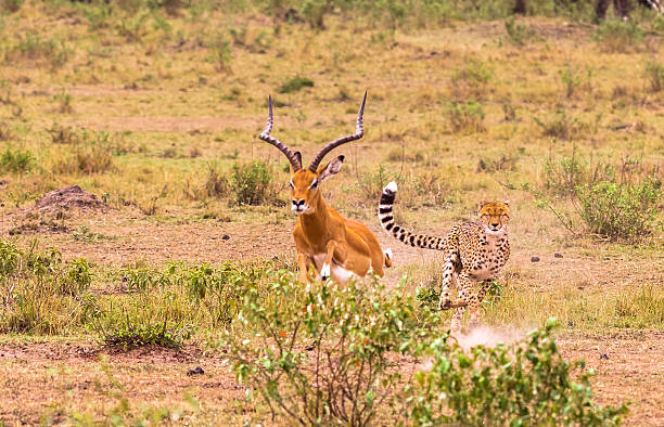 schnellster jäger von savanna. masai mara, kenia - impala stock-fotos und bilder