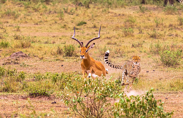 fastest hunter of savanna. masai mara, kenya - gazelle imagens e fotografias de stock