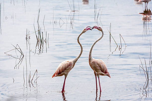 istock Pink flamingo. Nakuru, Kenya. Second Edition 637037576
