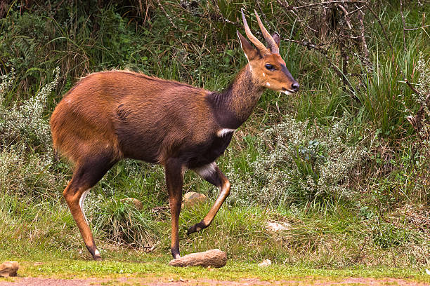 istock Bushbuck portrait. Aberdare, Kenya 637038692