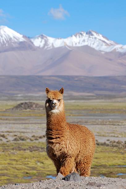 istock Alpaca at the Lauca National Park in Chile 637039946