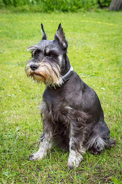 istock Miniature schnauzer sits on the green grass. 637039996