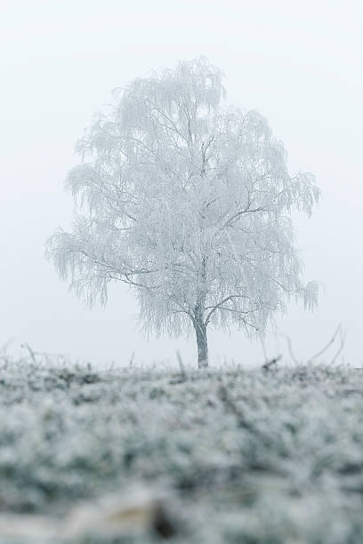 Lonely tree in the field on winter foggy morning