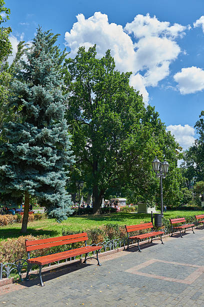 istock summer city park, bright sunny day, trees with shadows 637041374
