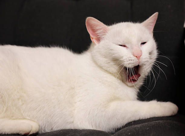 istock White cat lying on a black chair 637041410