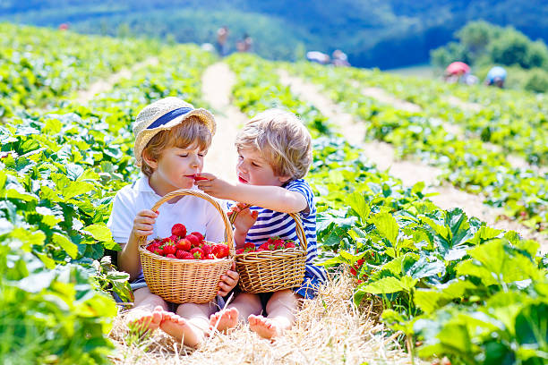 istock Two little sibling boys on strawberry farm in summer 637041586