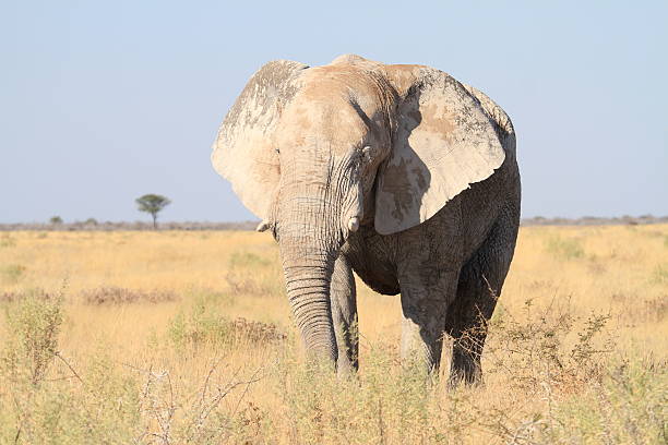 istock Approaching Elephant Bull in Etosha National Park 637041736