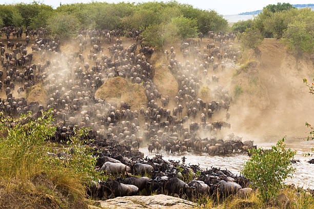 높이에 큰 마이그레이션. 아프리카, 케냐 - 동물의 이동 뉴스 사진 이미지