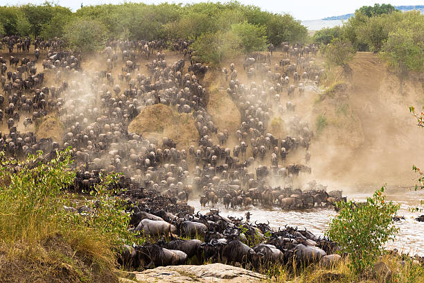The great migration at the height. Africa, Kenya