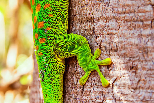 istock Gecko detail close up 637042240
