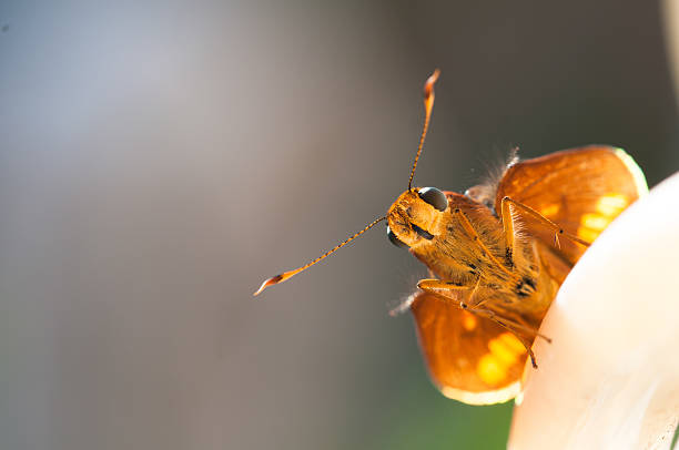 istock close-up of a buttefly 637043082