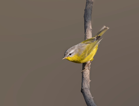 Grey-hooded warbler (Phylloscopus xanthoschistos) on branch in the morning