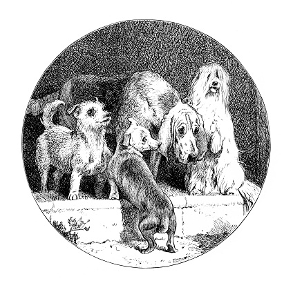 Four dogs on a step from an 1886 antique book \