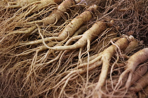 ginseng - ginseng stock-fotos und bilder