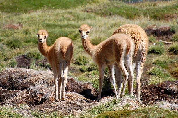 Cute Vicuna Babies In The Andes Of Chile Stock Photo - Download Image Now -  Alpaca, Andes, Animal - iStock