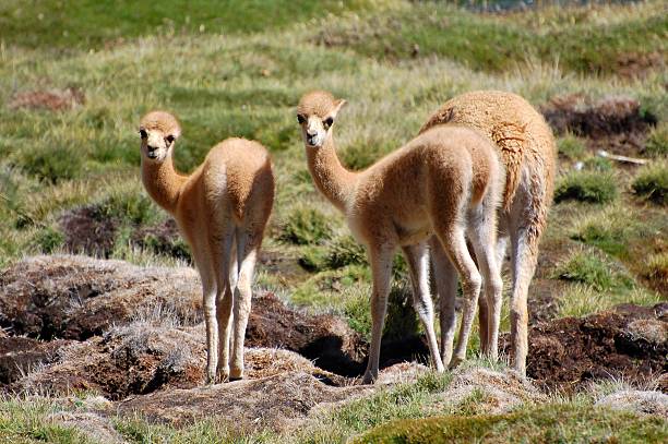Cute Vicuna Babies In The Andes Of Chile Stock Photo - Download Image Now - Alpaca, Andes, Animal - iStock Cute Vicuna Babies In The Andes Of Chile Stock Photo - Download Image Now - Alpaca, Andes, Animal - iStock
