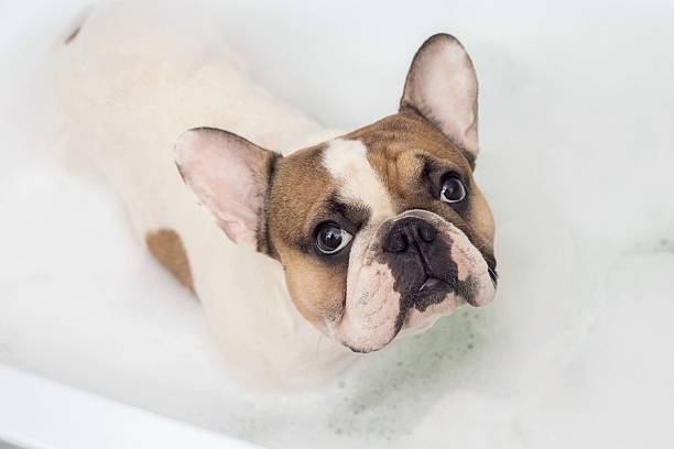 istock french bulldog takes a bath 637046736