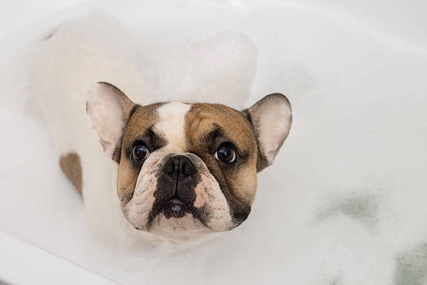 istock french bulldog takes a bath 637046750