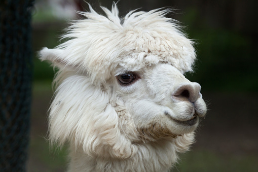 Alpaca in the pasture