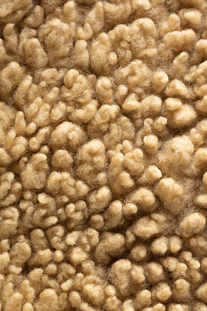 istock texture of natural fur 637048952