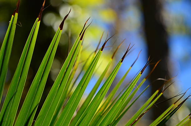 istock Arc of palm frond tips splitting iwth blackened tips 637048980