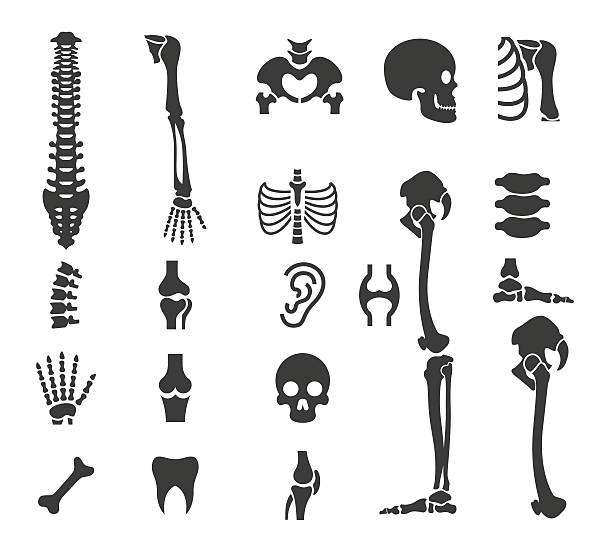 menschliche anatomie-symbol-set - menschlicher knochen stock-grafiken, -clipart, -cartoons und -symbole