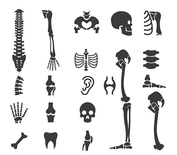 illustrations, cliparts, dessins animés et icônes de anatomie humaine groupe d'icônes - human skeleton people human spine human bone