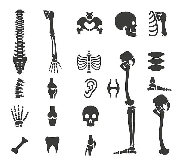 Vector illustration of Human anatomy icon set