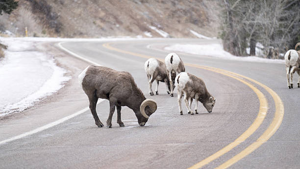 istock Bighorn sheep thirsty, drinking from puddles 637049608
