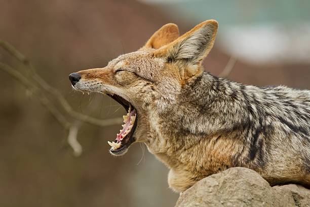 istock Black backed jackal is resting in the nature habitat 637050734