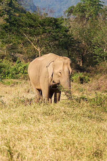 istock Elephant in Chiang Mai, Thailand 637051200