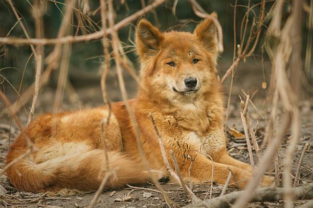 rzadki dingo dorosły samiec w suchym środowisku - whimper zdjęcia i obrazy z banku zdjęć