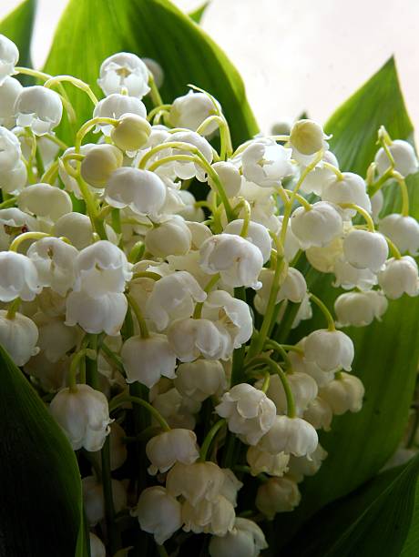 istock white,fragrant lily-of-the-valley in posy 637051364