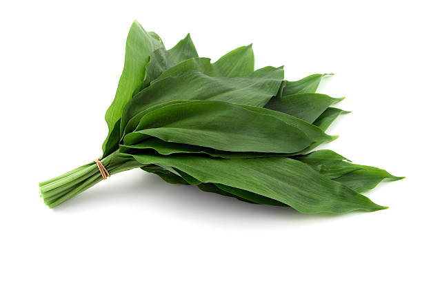 bunch of wild garlic on isolated background. healthy eating.