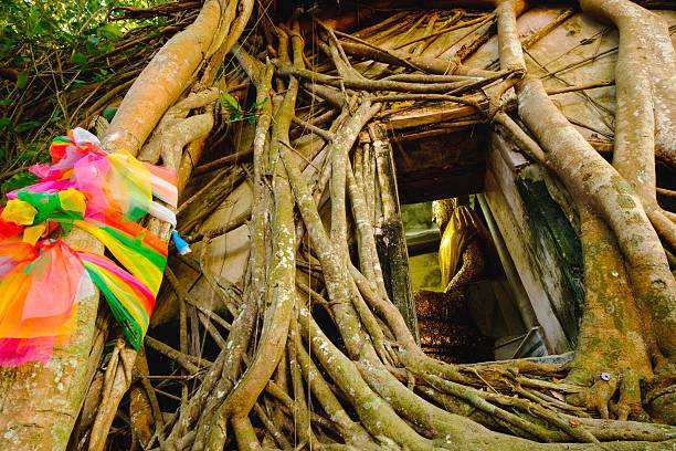 Old Buddha statues in the old church,covered with trees roots. Wat Bang Kung, Samut Songkhram, Thailand