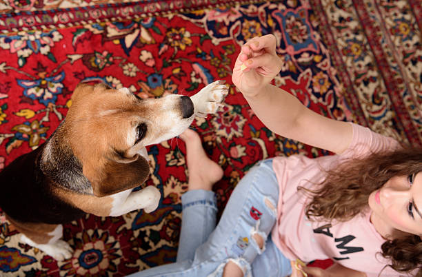 istock Young woman playing with beagle dog, on floor 637052064