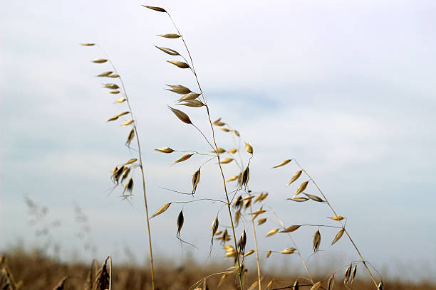 istock One ripened oats yellow ear of corn on field 637052948