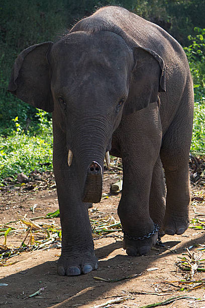 istock Elephant in Chiang Mai, Thailand 637053092