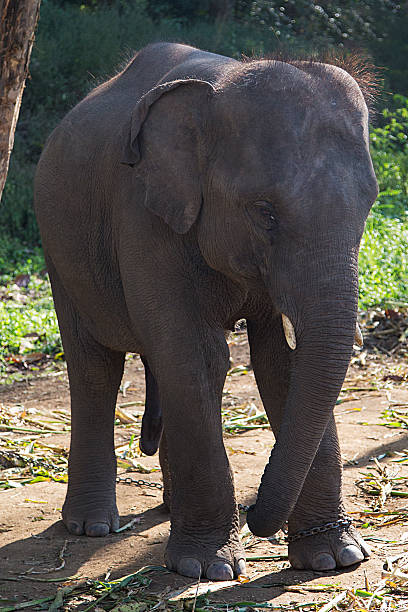 istock Elephant in Chiang Mai, Thailand 637053202