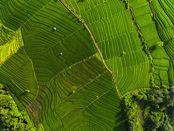 istock Aerial panorama of the green rice fields 637053450