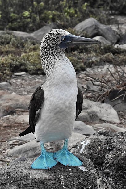 istock Blue-footed booby. Floreana island, Galapagos, Ecuador 637053744